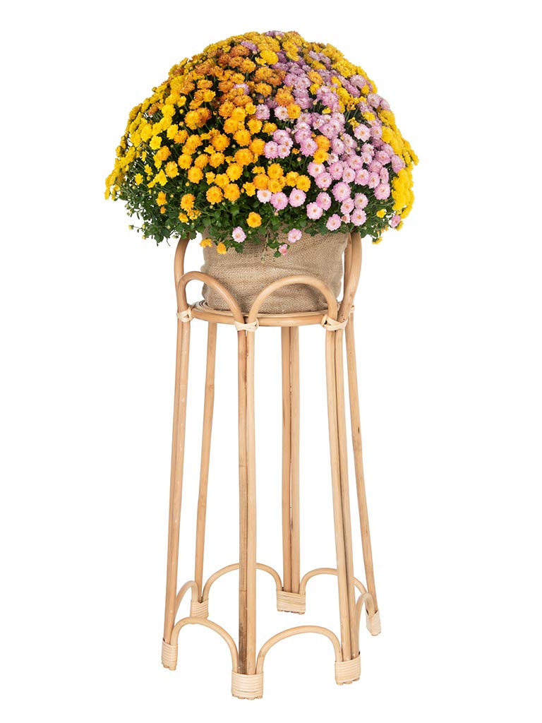 Rattan Loop Indoor Plant Stand 26 Inches Natural Brown