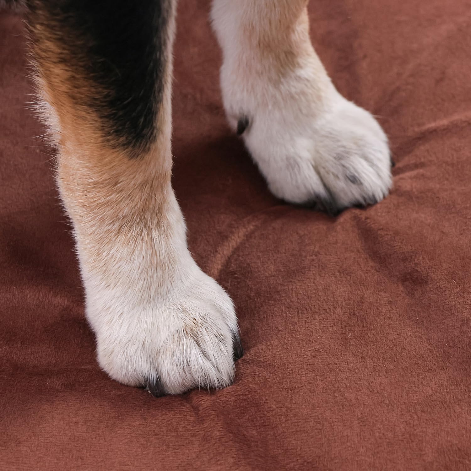 Elevated Dog Bed Frame with Mattress
